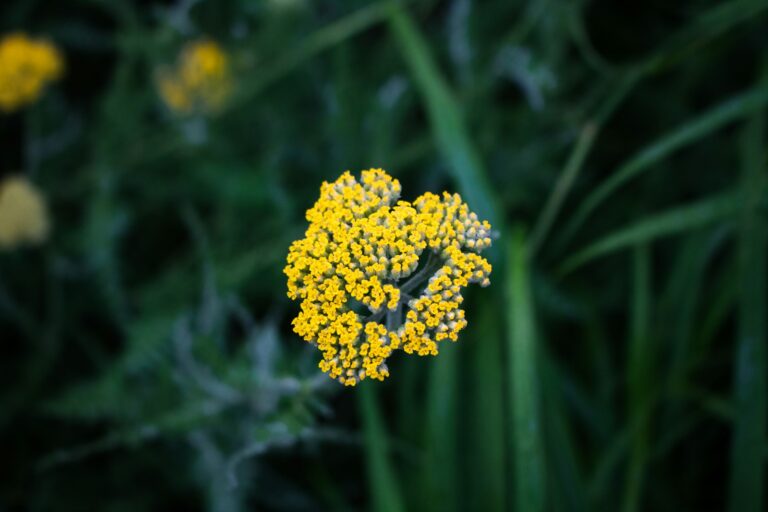 A close up of a yellow flower in a field